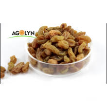 Nature organic 1.5cm 220p 100g xinjiang yellow raisin